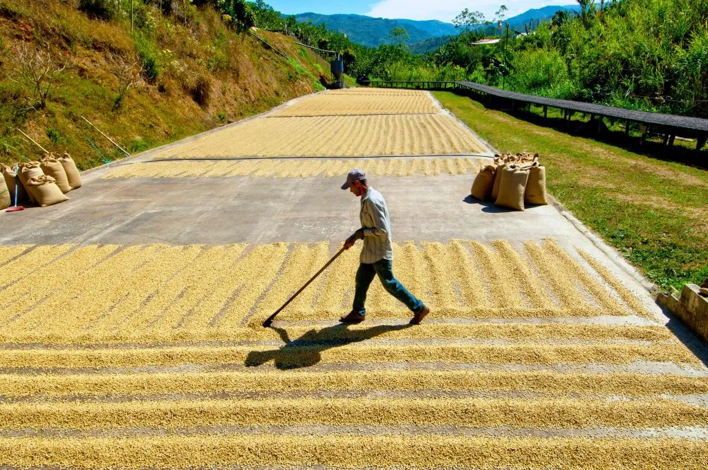 汇率 气候与经济多重影响！哥斯达黎加咖啡产业式微