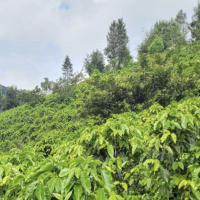 中美洲洪都拉斯咖啡产区巩玛阿瓜介绍