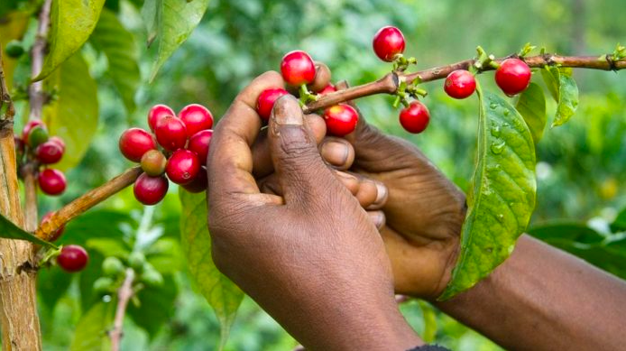 肯尼亚咖啡收益上涨，出口量下降；推出电子补贴计划为咖农购买肥料带来优惠