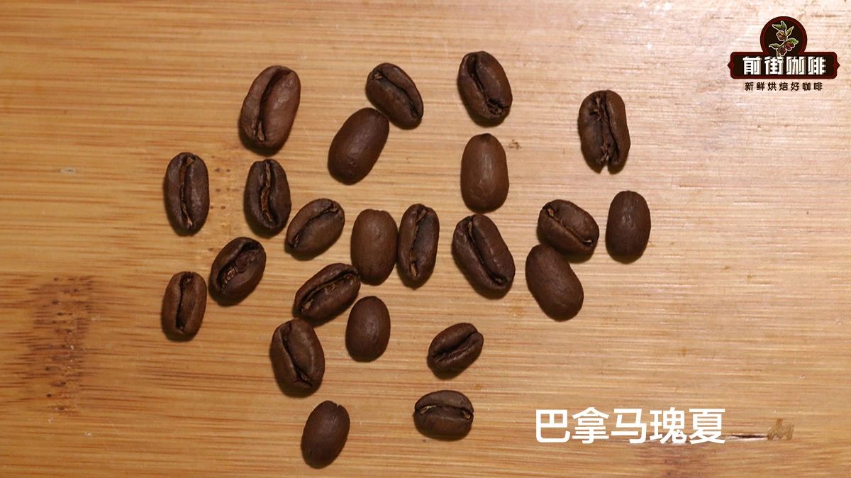 瑰夏为什么贵：一个品种的封神之路
